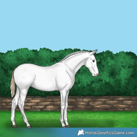Horse Color:Chestnut Near Fewspot
