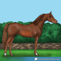 Horse Color:Chestnut 