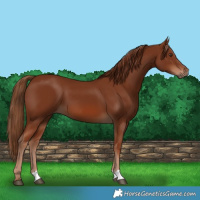 Horse Color:Chestnut 