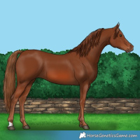 Horse Color:Chestnut 