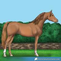 Horse Color:Chestnut 