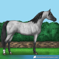 Horse Color:Blue Roan