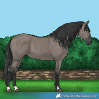Horse Color:Grullo 
