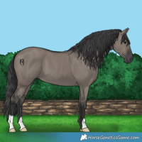 Horse Color:Grullo 