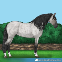 Horse Color:Grullo Roan 