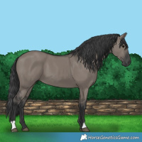 Horse Color:Grullo 