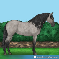 Horse Color:Grullo Roan 