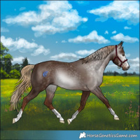 Horse Color:Gray Chestnut 