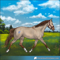 Horse Color:Red Dun 