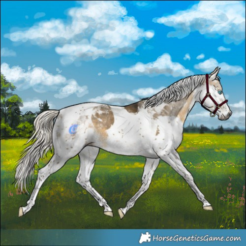 Horse Color:Gray Silver Buckskin Dun Splash Tobiano Appaloosa 