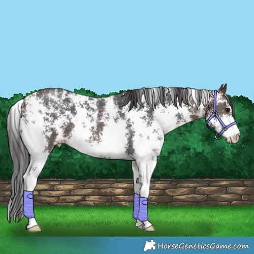 Horse Color:Brown Sabino