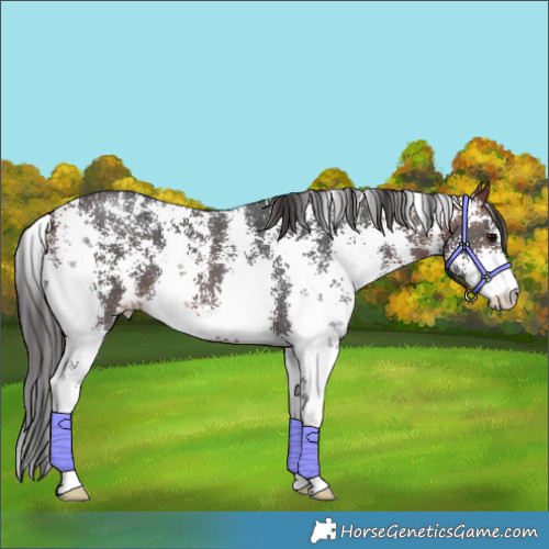 Horse Color:Brown Sabino 