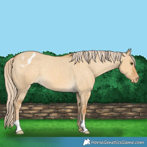 Horse Color:Palomino Dun Appaloosa 