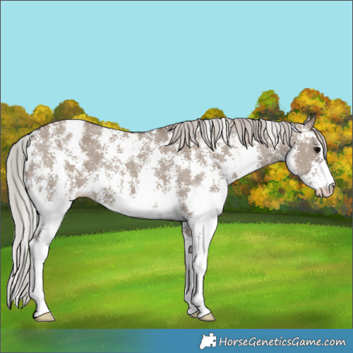 Horse Color:Silver Grullo Sabino Blanket 