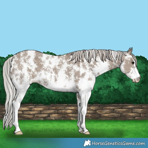 Horse Color:Silver Grullo Sabino Appaloosa 