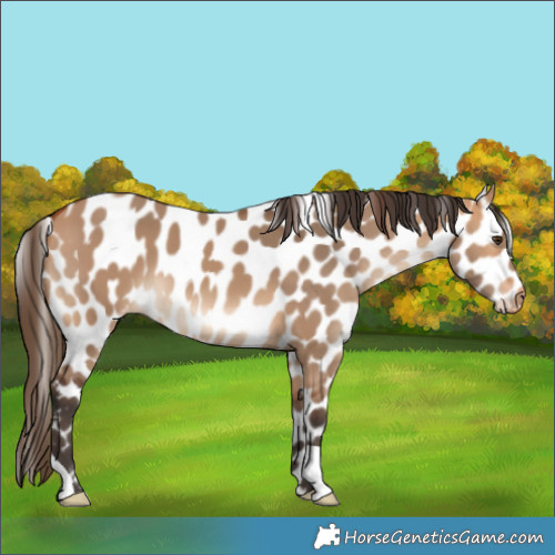 Horse Color:Bay Dun Leopard 