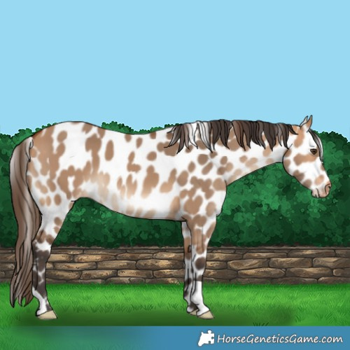 Horse Color:Bay Dun Leopard