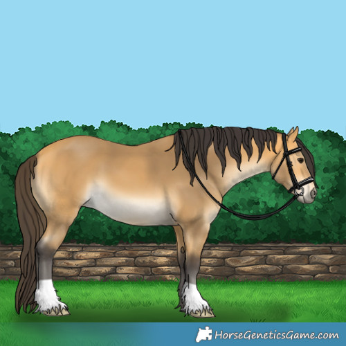 Horse Color:Buckskin 