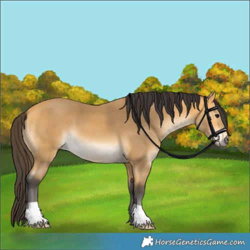 Horse Color:Buckskin 