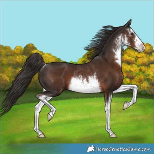 Horse Color:White Spotted Liver Chestnut Rabicano 