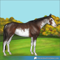 Horse Color:White Spotted Liver Chestnut Rabicano 