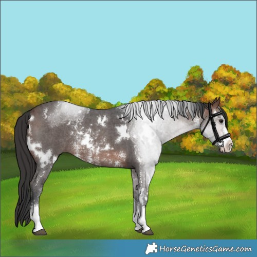Horse Color:White Spotted Brown Sabino Rabicano