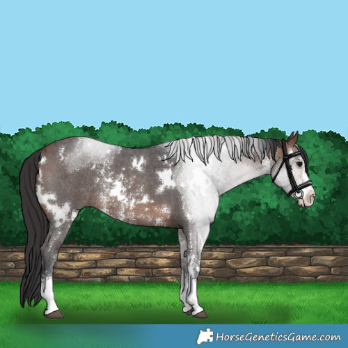 Horse Color:White Spotted Brown Sabino Rabicano