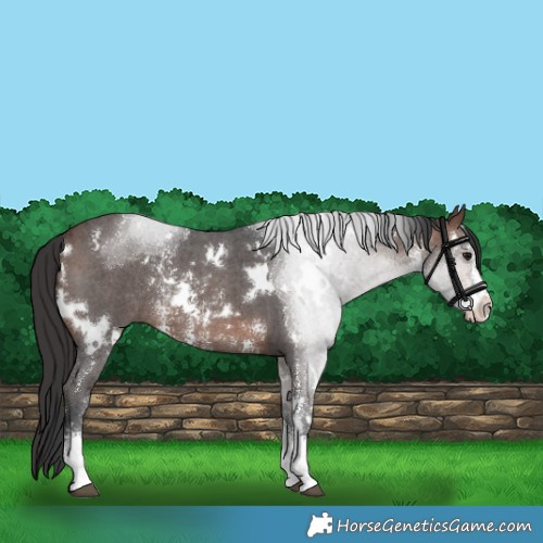 Horse Color:White Spotted Brown Sabino Rabicano 