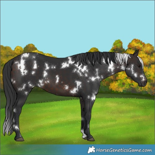 Horse Color:White Spotted Brown