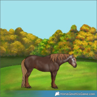 Horse Color:Gray Chestnut