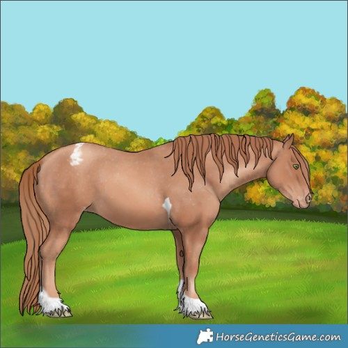Horse Color:Gold Champagne Tobiano Varnish