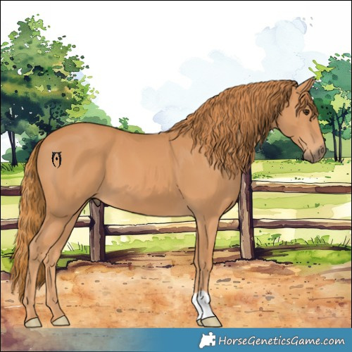 Horse Color:Chestnut 