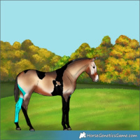Horse Color:Bay Onyx Tobiano