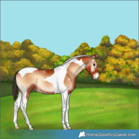 Horse Color:Bay Onyx Tobiano 
