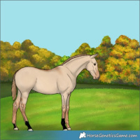 Horse Color:Red Dun