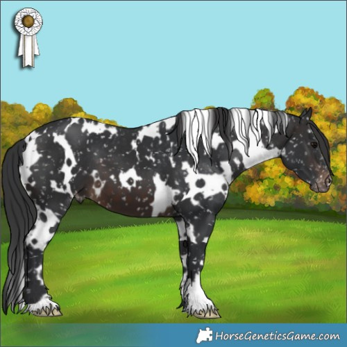 Horse Color:White Spotted Brown Appaloosa 
