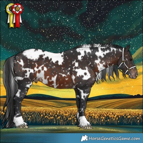 Horse Color:White Spotted Brown Appaloosa 