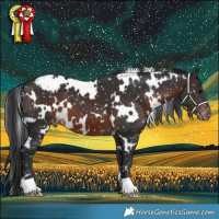 Horse Color:White Spotted Brown Appaloosa 