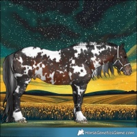Horse Color:White Spotted Brown Appaloosa 