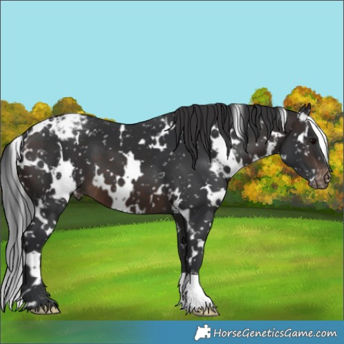 Horse Color:White Spotted Brown Appaloosa 