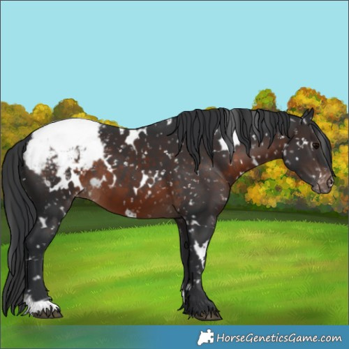 Horse Color:White Spotted Brown Appaloosa 