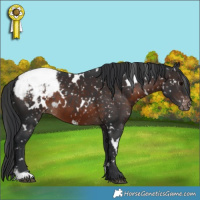 Horse Color:White Spotted Brown Appaloosa