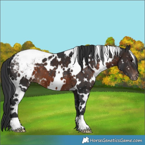 Horse Color:White Spotted Brown Appaloosa