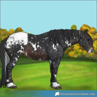 Horse Color:White Spotted Brown Appaloosa 