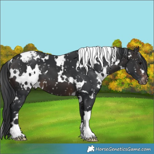 Horse Color:White Spotted Brown Appaloosa 