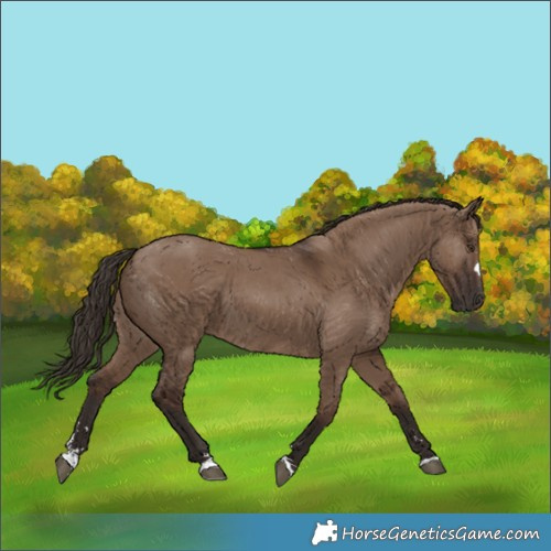 Horse Color:Liver Red Dun 