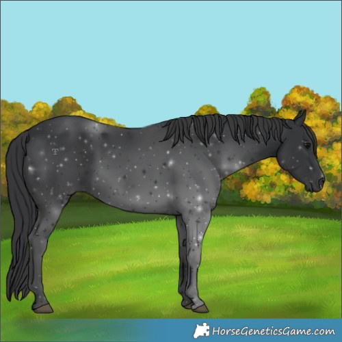 Horse Color:Black 