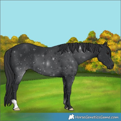Horse Color:Black 