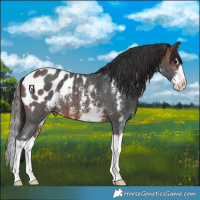 Horse Color:Bay Sabino Splash Appaloosa