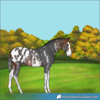 Horse Color:Bay Sabino Splash Appaloosa 
